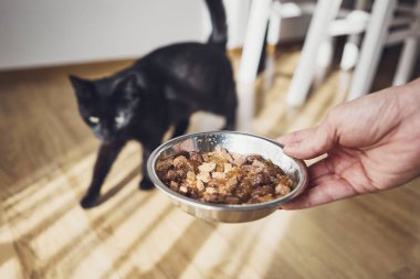 Onun aç kedi için evde mutfak beslenme ile evde beslenen hayvan sahip holding kase.