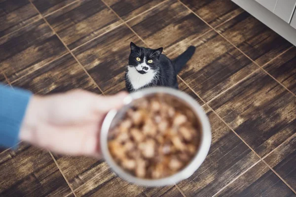 Propietario Mascotas Sosteniendo Tazón Con Alimentación Para Gato Hambriento Casa — Foto de Stock