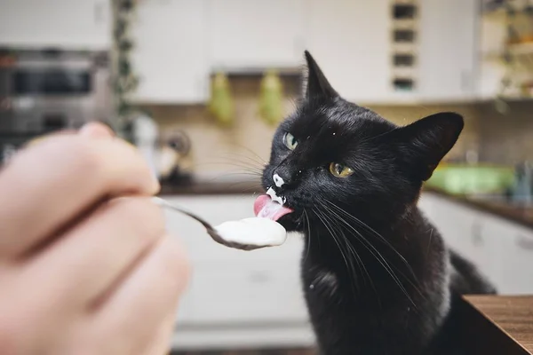 Negro Gato Lamiendo Yogur Cuchara Mascota Propietario Casa Cocina —  Fotos de Stock
