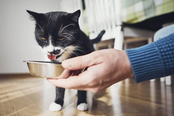Propietario Mascotas Sosteniendo Tazón Con Alimentación Para Gato Hambriento Casa —  Fotos de Stock