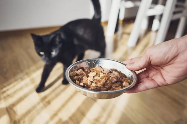 Pet owner holding bowl with feeding for his hungry cat at home kitchen.