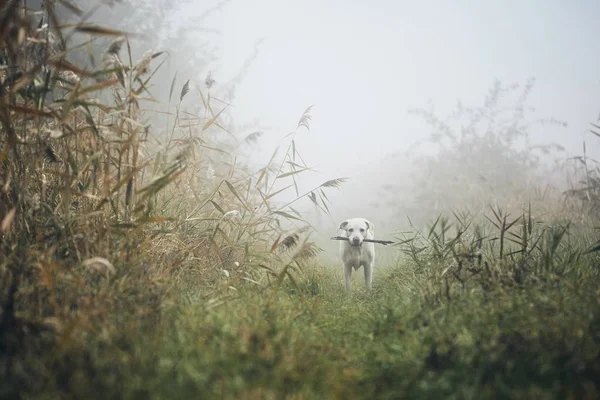 Hund Düsteren Nebel Trauriger Labrador Retriever Mit Stock Maul Herbst — Stockfoto