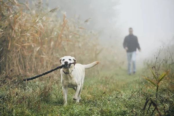 在秋季雾早晨的年轻人玩狗 拉布拉多猎犬 — 图库照片