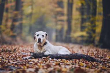Sonbahar Orman üzücü köpek. Eski labrador retriever yolu üzerinde sopa ile yalan.