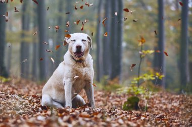 Sonbahar köpek. Ormanda oturan ve düşen zevk mutlu labrador retriever bırakır.