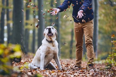 Köpek orman içinde olan adam. Labrador geri almak--dan sonbahar zevk evde beslenen hayvan sahip.