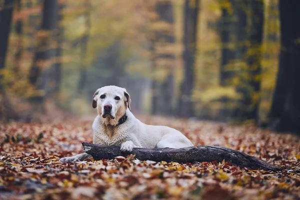 Smutný Pes Podzimním Lese Staré Labradorský Retrívr Ležící Dráhy Holí — Stock fotografie