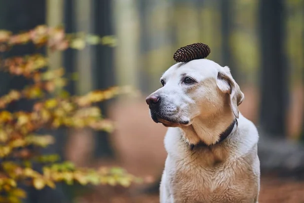 Hund Herbstwald Lustiges Porträt Eines Labrador Retrievers Mit Tannenzapfen Auf — Stockfoto
