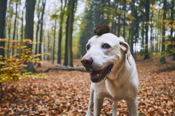 Perro Bosque Otoño Divertido Retrato Labrador Retriever Con Cono Pino —  Fotos de Stock