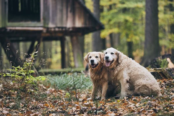 秋天森林里的两只纯种金猎犬 一对老狗坐在干树叶 — 图库照片