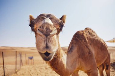 Yakın çekim görünümü meraklı deve karşı kumullar çöl, Umman Sultanlığı.  