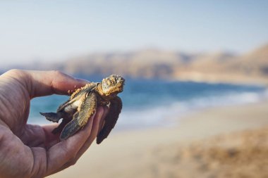 Rescue of green turtle. Human hand holding newborn turtle and carries them into sea. Ras Al Jinz, Sultanate of Oman.