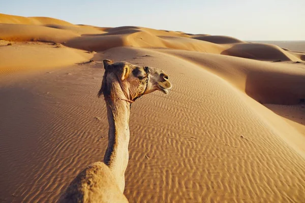 Osobní Pohled Jízdy Velbloudech Proti Písečným Dunám Wahiba Sands Ománu — Stock fotografie