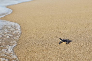 Taze taranmış kaplumbağa üzerinde plaj denize karşı tarafa. Ras Al Jinz, Umman.