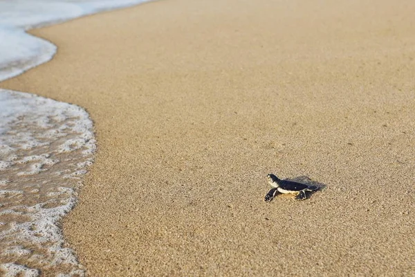 Nyligen Kläckta Sköldpaddan Vägen Över Stranden Till Havet Ras Jinz — Stockfoto