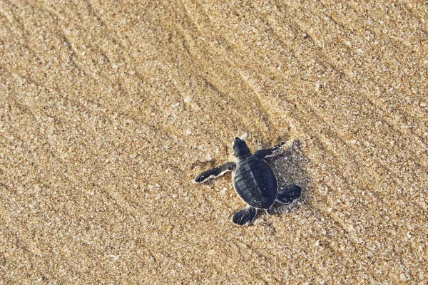 Frisch Geschlüpfte Schildkröten Auf Dem Weg Über Den Strand Ins — Stockfoto