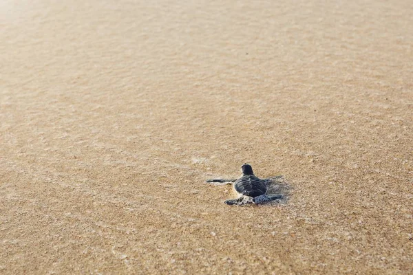 Frisch Geschlüpfte Schildkröten Auf Dem Weg Über Den Strand Ins — Stockfoto