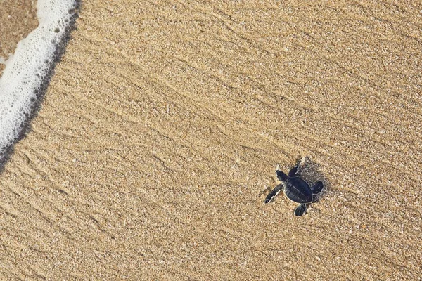 Frisch Geschlüpfte Schildkröten Auf Dem Weg Über Den Strand Ins — Stockfoto