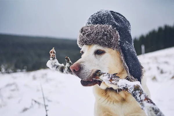 狗与帽子的滑稽的画像 — 图库照片