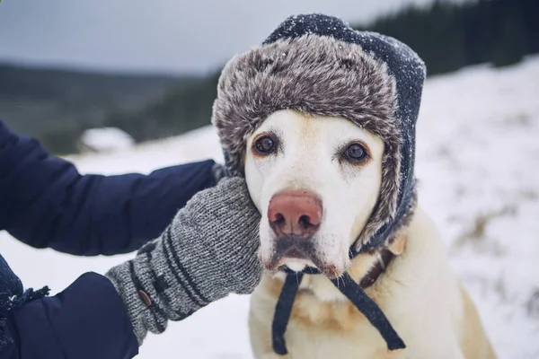 Drôle Portrait Chien Dans Paysage Hivernal Labrador Retriever Avec Une — Photo