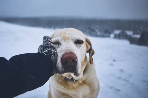 Vriendschap Tussen Zijn Hond Huisdier Eigenaar Hand Gebreide Handschoen Streelde — Stockfoto