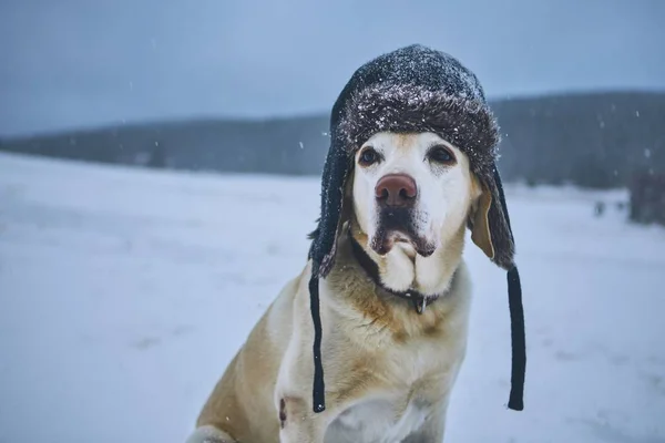 Retrato Engraçado Cão Paisagem Gelada Vento Labrador Retriever Com Boné — Fotografia de Stock