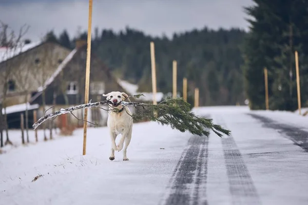 Chien Courant Avec Arbre Noël Labrador Retriever Holding Branch Pine — Photo