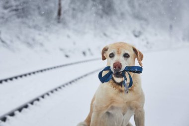 Kışın Loaylty köpek. Labrador retriever demiryolu istasyonunda bekleyen kira kontratı ile kar ile kaplı.