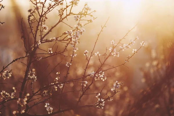 Våren Naturen Blossom Träd Mot Solen Lynnig Sky — Stockfoto