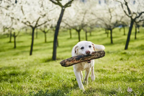 Cão Alegre Natureza Primavera Labrador Recuperador Carregando Pau Madeira Boca — Fotografia de Stock