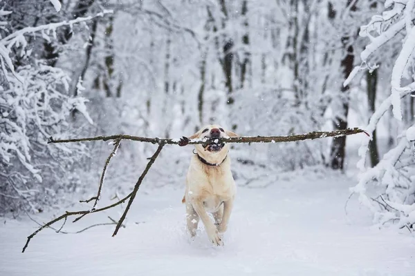 快乐的狗，在冬季 — 图库照片