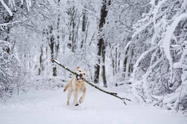 Cane Felice Inverno Labrador Retriever Con Bastone Che Corre Nella — Foto Stock