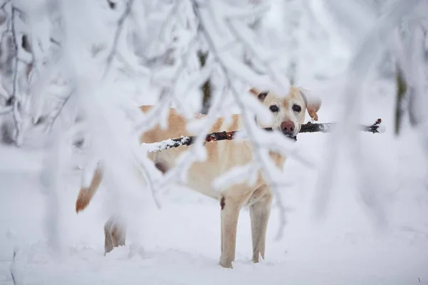 Hond Winter Portret Van Labrador Retriever Met Stok Sneeuw Bedekt — Stockfoto