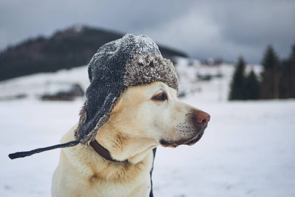Funny Portrait Dog Frosty Wintry Landscape Labrador Retriever Cap His Stock Photo