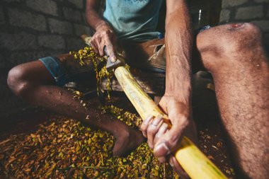 Hands of the man preparing cinnamon sticks. Manual worker in Sri Lanka. clipart