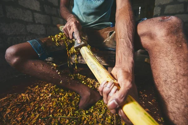 Handen Van Man Kaneelstokjes Voorbereiden Arbeider Sri Lanka — Stockfoto
