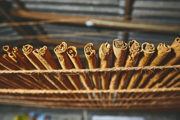 Séchage Des Bâtonnets Cannelle Dans Petit Atelier Sri Lanka — Photo