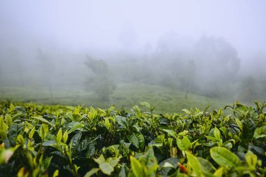 Bulutlar çay tarlaları. Tarım manzara yakınındaki Haputale Sri Lanka.
