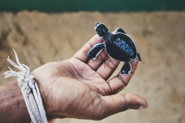 Rescue of one day old green turtle. Human hand holding newborn turtle in hatchery in Sri Lanka. clipart