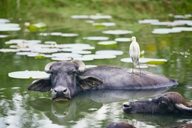 Su aygırı ve Gölü kuş simbiyotik ilişkisi. Doğa Sri Lanka.   