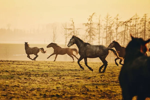 Herd Horses Field Landscape Golden Sunset Czech Republic — Stock Photo, Image