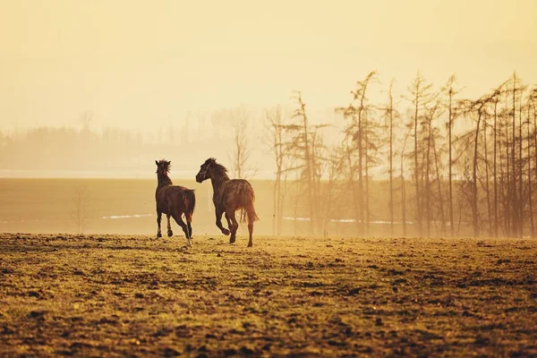 Two Horses Field Landscape Golden Sunset Czech Republic — Stock Photo, Image