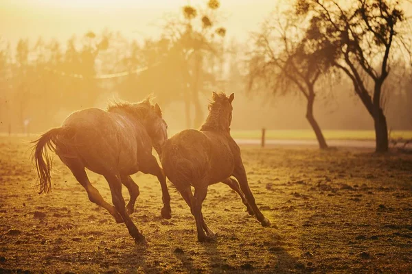 Dva Koně Hřišti Proti Krajina Při Západu Slunce Zlaté Česká — Stock fotografie