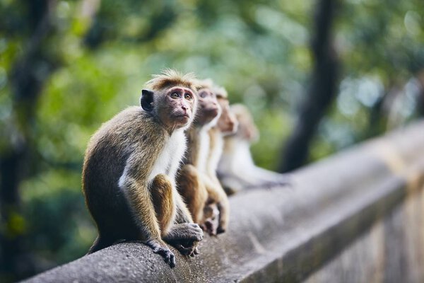 Group of cute monkeys sitting on wall against forest. Dambulla, Sri Lanka.