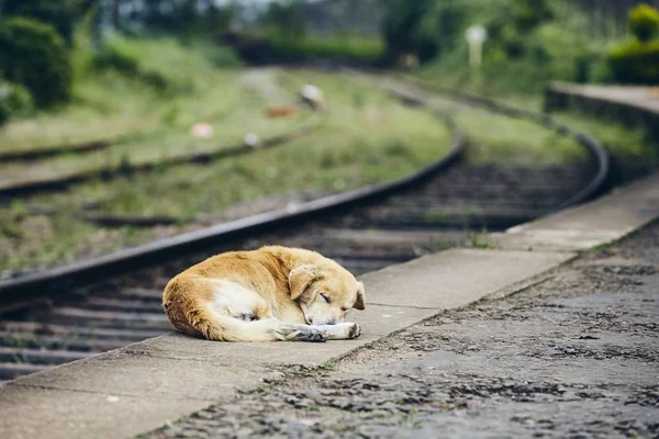 Zmęczony Pies Śpi Peronie Dworca Kolejowego Tematy Lojalności Lost Nadziei — Zdjęcie stockowe