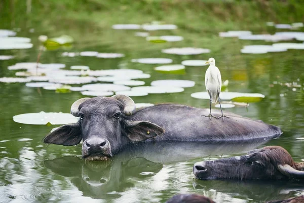 Symbiotic Relationship Water Buffalo Bird Lake Nature Sri Lanka — Stock Photo, Image