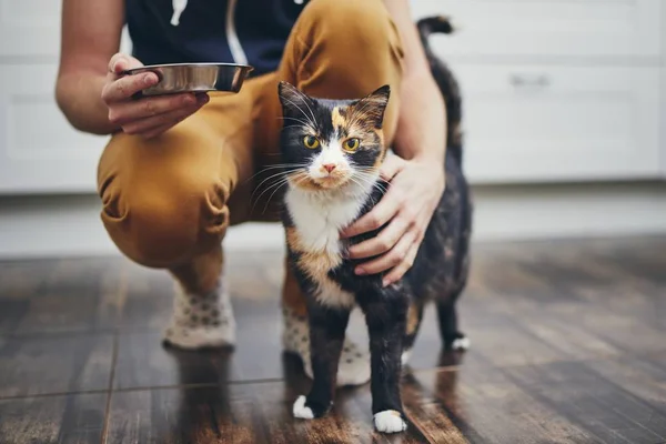 Häusliches Leben mit Katze — Stockfoto