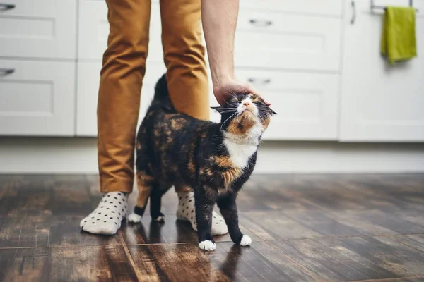 Häusliches Leben mit Katze — Stockfoto