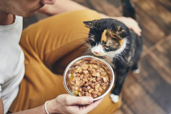 Vida doméstica con gato — Foto de Stock