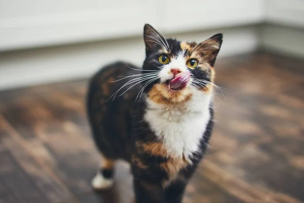 Głodny kot w domu kuchnia — Zdjęcie stockowe